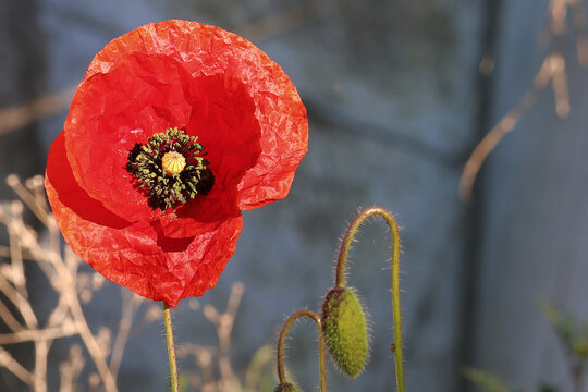 Flower of a red poppy in close-up. Remembrance poppy.