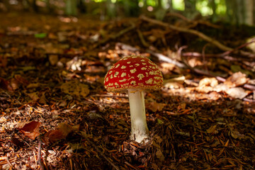 Obraz premium A beautiful Amanita muscaria mushroom with a red spotted cap growing on the forest floor among dry leaves. Soft sunlight illuminates the fungus in its natural woodland habitat.