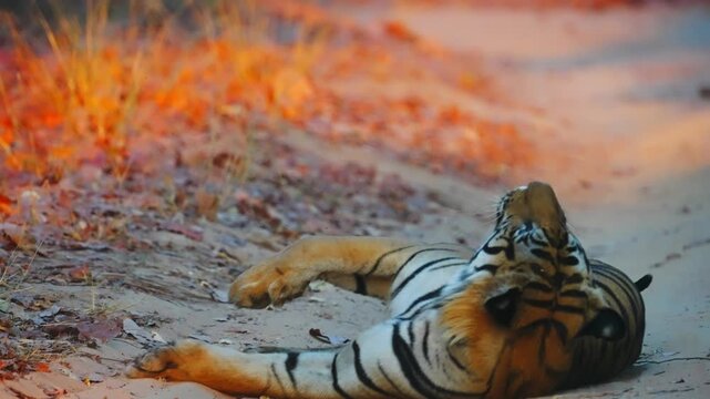 Tiger behaviour reveals solitary apex predator&mdash;hunting strategist, territorial defender, maternal protector, and nocturnal survivor
