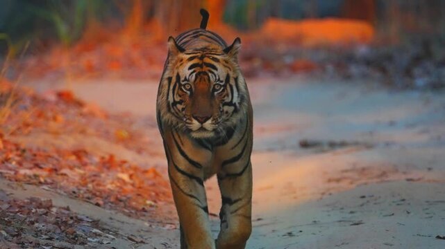 Tiger faces camera head-on, intense eyes piercing, powerful jaws open&mdash;apex predator confronting with raw ferocity