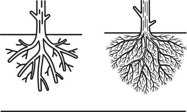 Comparison of two contrasting tree root systems: deep taproot vs. shallow fibrous roots also transparent background