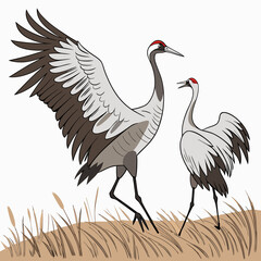 Fototapeta premium Two cranes with outstretched wings in a grassy field colorful vector illustration