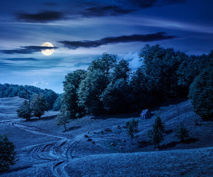 view of mountain meadow at night. full moon over countryside summertime landscape with beech forest on the grassy field on hill. dark sky. mysterious alpine background for travel through highland