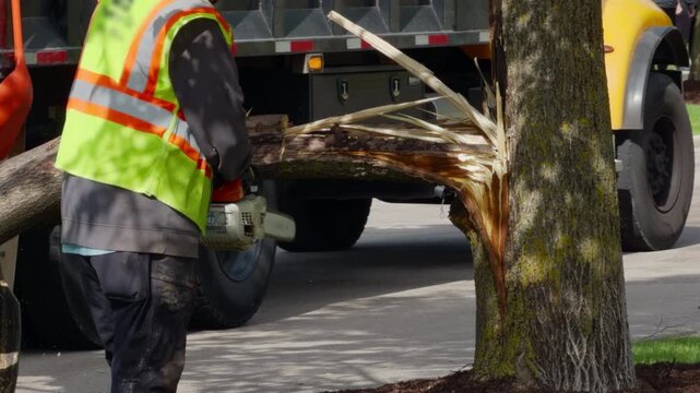 Tree service worker cutting fallen tree branch with chainsaw near utility truck during residential tree removal operation.