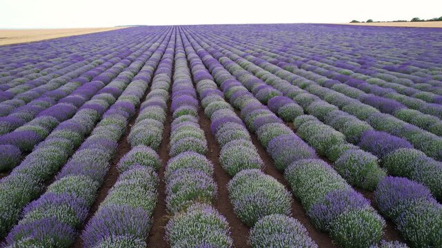 Aerial view of blooming lavender fields with symmetrical purple rows stretching towards the horizon under a clear sky in Durankulak, Dobrich Province, Bulgaria.