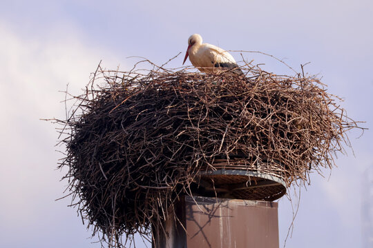 une cigogne sur son nid