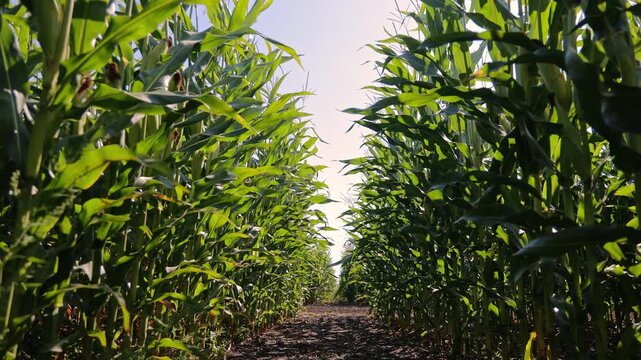 Tall green corn rows in sunny field, cinematic agriculture video frame with low angle view between maize plants