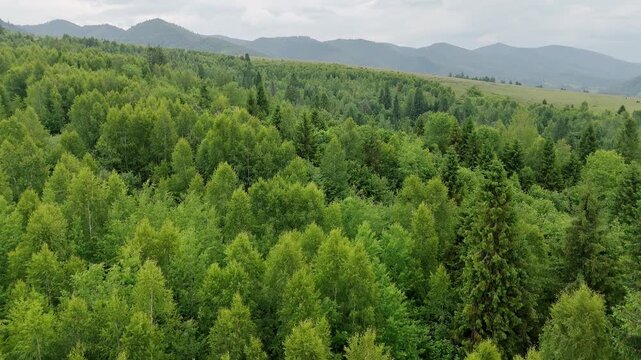Green Carpathian forest under cloudy sky, cinematic aerial video frame with mountain ridges and fresh summer trees