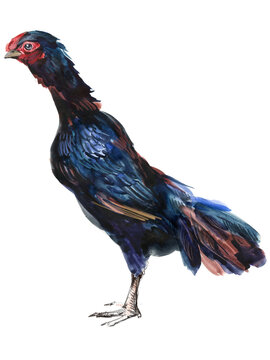 Watercolor illustration of a purebred Asil hen standing full body.