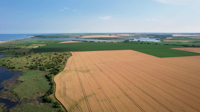 Aerial view of vast golden wheat fields and green crops bordering Lake Durankulak under a clear blue sky near the Black Sea coast in Durankulak, Dobrich Province, Bulgaria.