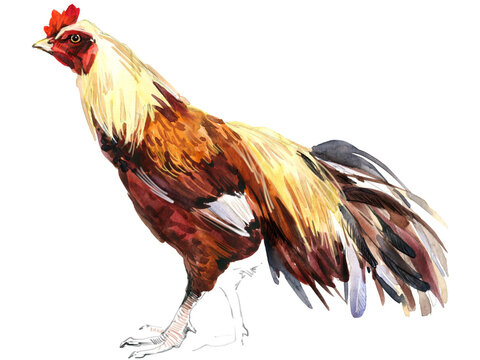 Watercolor illustration of a purebred gamefowl Asil rooster standing full body.