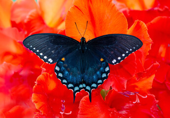 Macro of a spicebush / black butterfly (papilio troilus) on a red gladiolus flower - top view with wings spread © Corry Anne