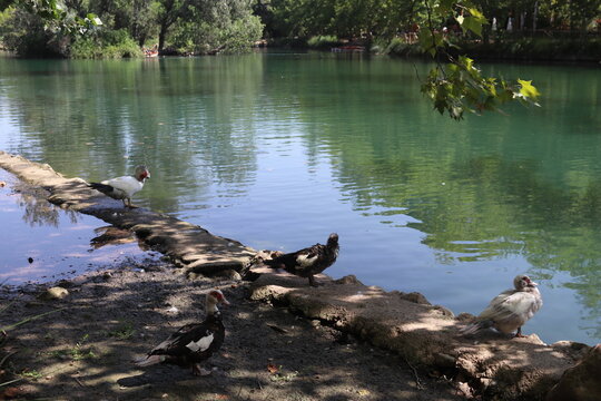 Muscovy Ducks Resting by the Shore of Anna Lagoon, Spain