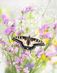 Macro of an Oregon Swallowtail (papilio bairdii oregonius) butterfly on a bouquet of flowers - wings spread open © Corry Anne