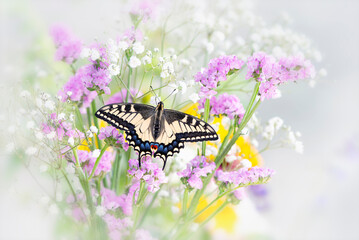 Macro of an Oregon Swallowtail (papilio bairdii oregonius) butterfly on a bouquet of flowers - wings spread open © Corry Anne