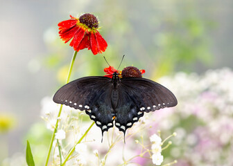Macro of a spicebush / black butterfly (papilio troilus) on a red garden flower - top view with wings spread © Corry Anne