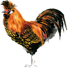 Watercolor illustration of a purebred golden spangled Appenzeller Spitzhauben rooster standing full body. © Елена Фаенкова