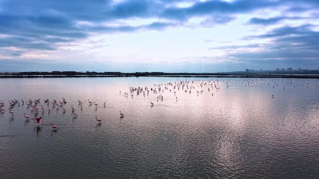 Flamingos Feeding In Shallow Lagoon Under Cloudy Sky. Wide view of flamingos in shallow water with cloudy sky, sun rays, distant shoreline and city skyline.