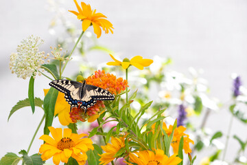 Macro of an Oregon Swallowtail (papilio bairdii oregonius) butterfly feeding on milkweed (asclepia tuberosa) flowers © Corry Anne