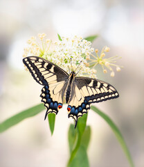 Macro of an Oregon Swallowtail (papilio bairdii oregonius) butterfly feeding on milkweed (asclepias incarnata) - top view with wings open © Corry Anne