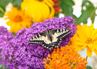 Macro of an Oregon Swallowtail (papilio bairdii oregonius) butterfly amongst colourful garden flowers - wings open © Corry Anne