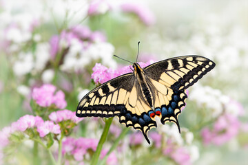 Macro of an Oregon Swallowtail (papilio bairdii oregonius) butterfly amongst flowers - wings spread open © Corry Anne