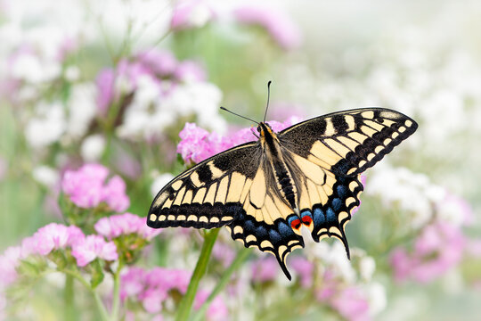 Macro of an Oregon Swallowtail (papilio bairdii oregonius) butterfly amongst flowers - wings spread open