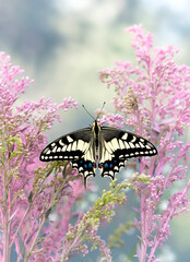Macro of an Oregon swallowtail (papilio machaon oregonius) butterfly resting on pink flowers. Top view with wings open. © Corry Anne