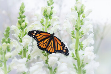 Macro of a monarch butterfly (danaus plexippus) resting on white snapdragon flowers.. Wings open. © Corry Anne