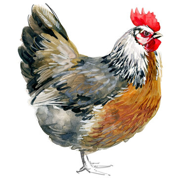 Watercolor illustration of a purebred silver grey Dorking hen standing full body.