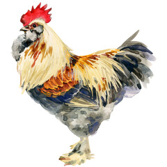 Watercolor illustration of a purebred salmon Faverolles rooster standing full body. © Елена Фаенкова