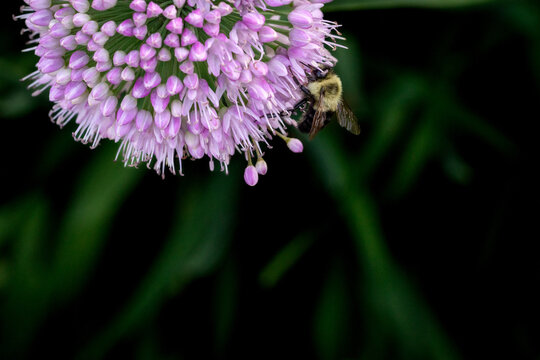 Bumblebee on Purple Allium Bloom Edge Against Dark Dramatic Background
