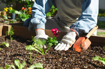 Fototapeta premium Woman with beige apron and white gloves transplanting red flowers in a raised kitchen garden bed at home.