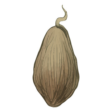 Magical mandragora