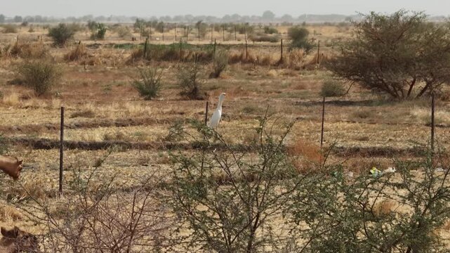 Drone view of camels grazing in arid African landscape, April 25, 2026, Chad, N Djamena