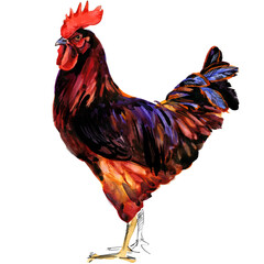 Watercolor illustration of a purebred Rhode Island Red rooster standing full body. © Елена Фаенкова