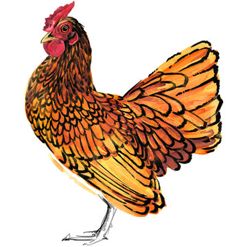 Watercolor illustration of a purebred golden Sebright bantam hen standing full body.