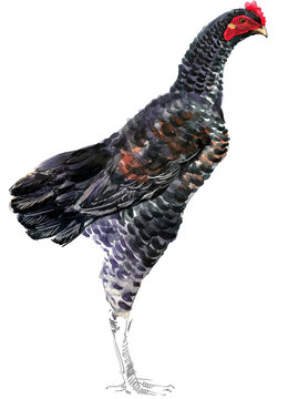 Watercolor illustration of a purebred Japanese Shamo gamefowl hen standing full body.