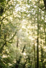 Obraz premium Blurred Green Forest Light Bokeh Background for Tranquil Nature Concepts