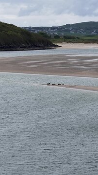 Seals resting in Gweebarra bay by Portnoo - County Donegal, Ireland