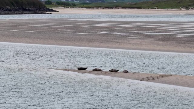 Seals resting in Gweebarra bay by Portnoo - County Donegal, Ireland