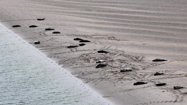 Seals resting in Gweebarra bay by Portnoo - County Donegal, Ireland