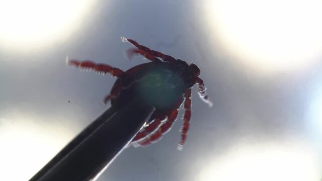 Closeup of researcher removing tick specimen. Scientific imaging showing tick with disease risk indicators. Educational depiction of tick removal highlighting danger of encephalitis and borrelia