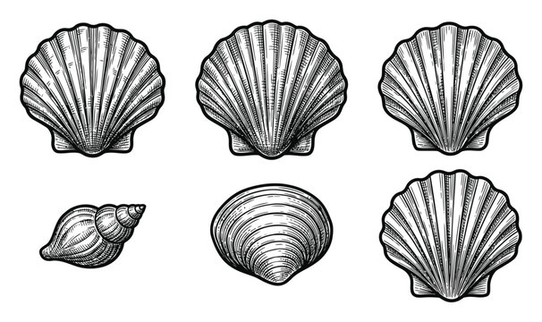 Black and White Seashell Vector Illustration Set