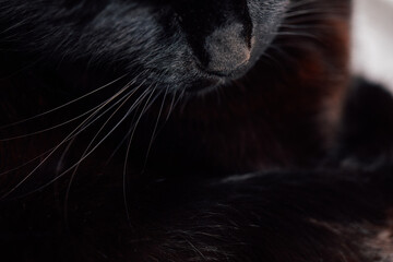 close up of black cat's nose, whiskers © Nicole Kandi