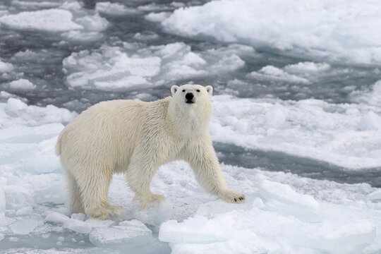Polar Bear (Ursus maritimus) standing on pack ice, Spitsbergen Island, Svalbard Archipelago, Svalbard and Jan Mayen, Norway