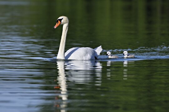 Mute swan (Cygnus olor), male with two chicks swimming in Lake Zug, Canton Zug, Switzerland