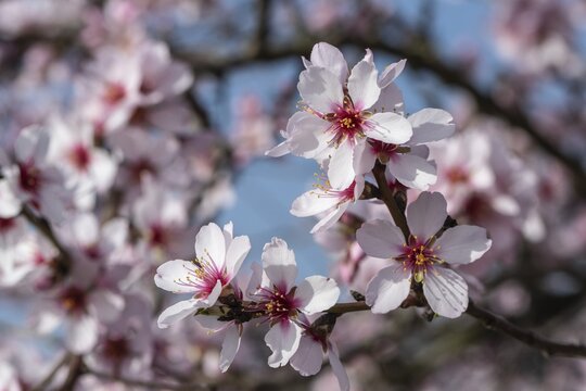 Almond blossom (Prunus dulcis), Rhineland-Palatinate, Germany