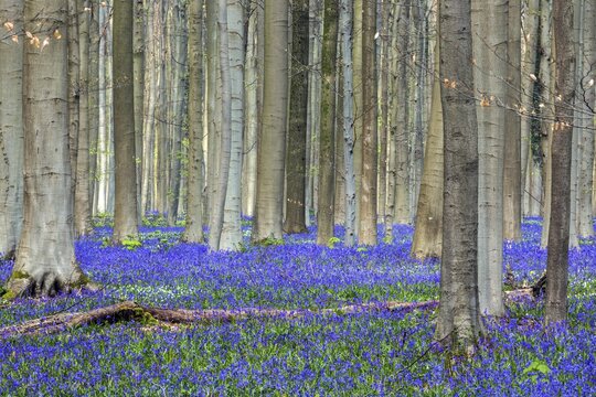 Blue flowering bluebells (Hyacinthoides non-scripta) in the copper beech (Fagus sylvatica) forest, Hallerbos, near Halle, province of Flemish Brabant, Belgium