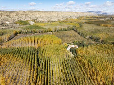 European Aspen (Populus tremula) in autumnal colours. Cultivated for timber. Aerial view. Drone shot. Granada province, Andalusia, Spain